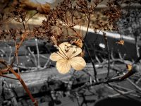 Adela Kratenova Banner Image