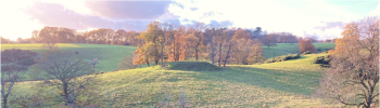 Carol Gurnham Banner Image
