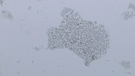 Helena Hunter Banner Image
