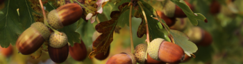 National trust banner image