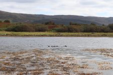 Helena Hunter Banner Image