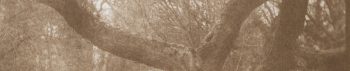 Jo Gane Banner Image