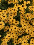 Louisa Petts Banner Image